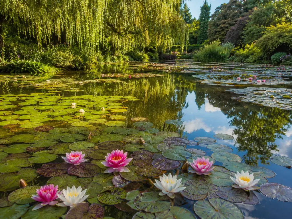 Bassin aux nymphéas en fleur à Giverny